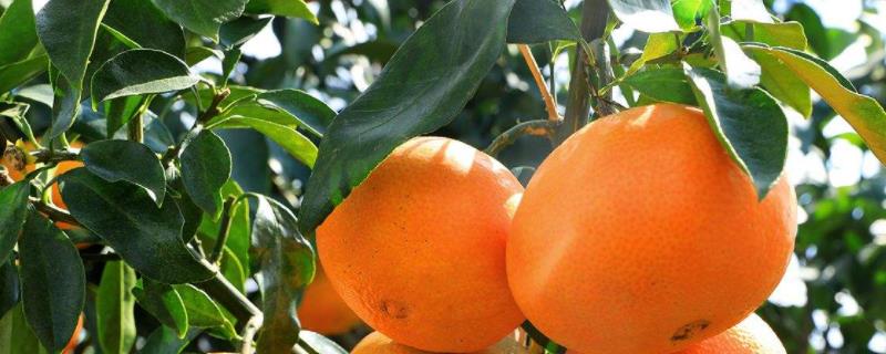 红美人柑橘品种介绍 红美人柑橘原产地是哪里