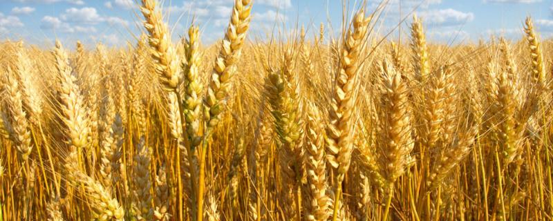 谷神麦19亩产多少斤，附简介（谷神麦19适合哪里种植）