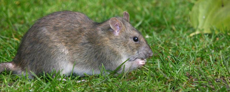 灭鼠最佳方法有哪些，附老鼠的危害 灭鼠最佳方法有哪些,附老鼠的危害有哪些
