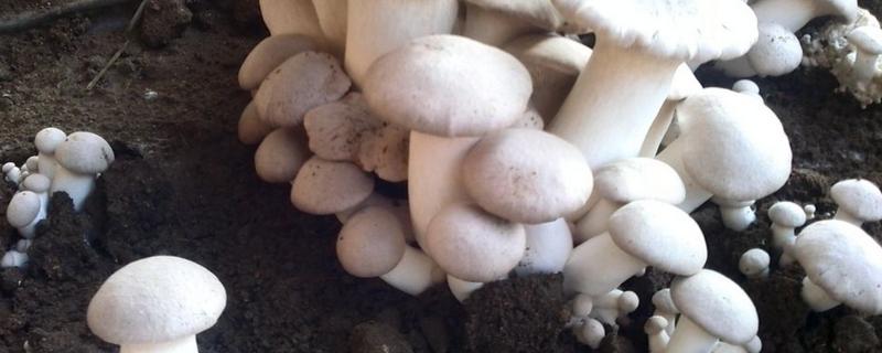 蘑菇菌种制作，如何才能长出蘑菇（蘑菇菌种怎么才能长出蘑菇）