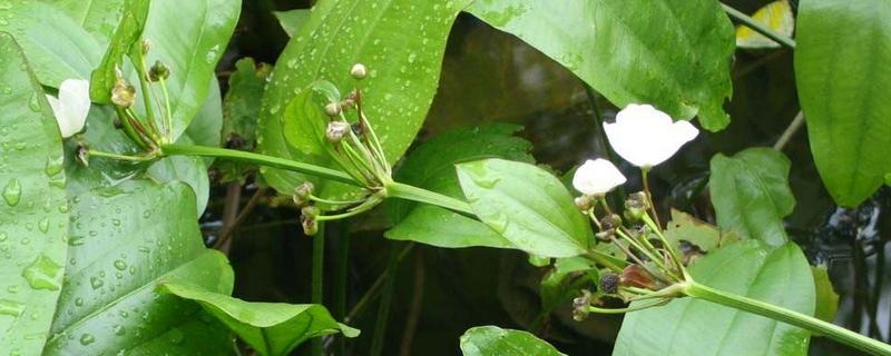 泽泻种植技术，附泽泻简介 泽泻种植基地