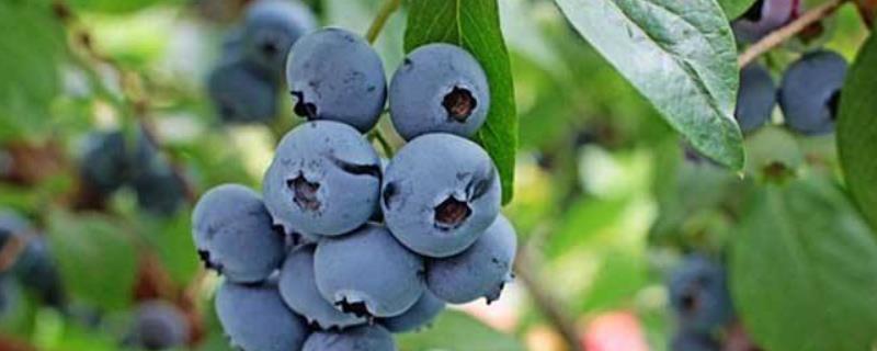 蓝莓苗f6品种优势，附简介 蓝莓苗的种植