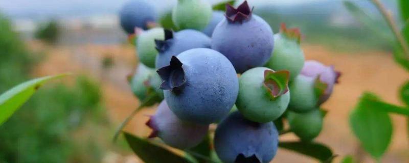 蓝莓蓝宝石品种介绍 蓝莓品种介绍大全 绿宝石