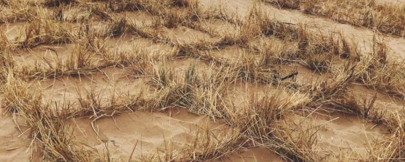 草方格治沙的原理，草方格的利弊 草方格是如何起到防沙治沙作用的
