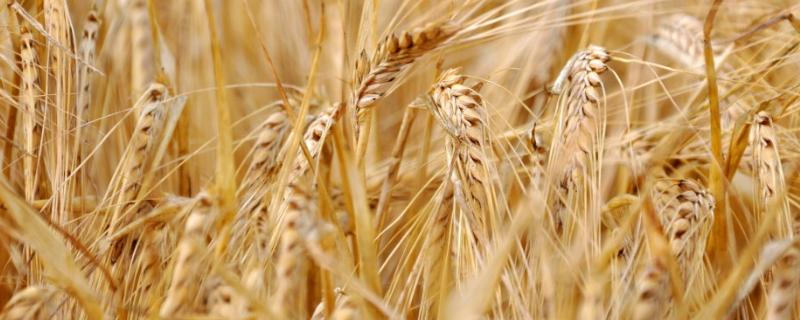 小麦苗期病害及防治方法（小麦苗期病害图解）