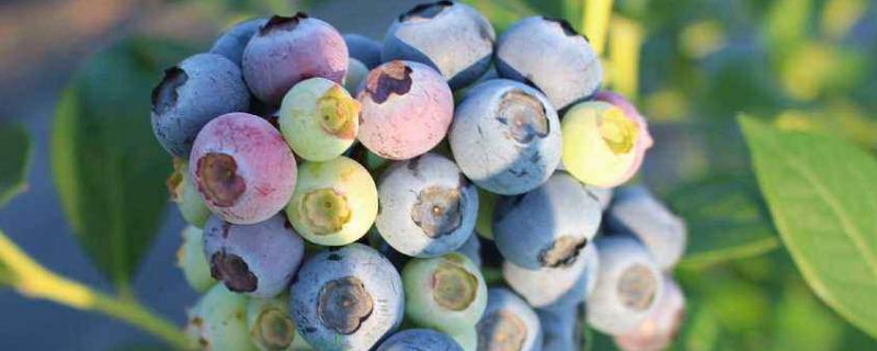 蓝莓有多少品种 蓝莓品种大全 75个品种
