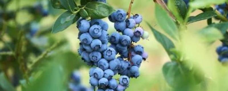 莱克西蓝莓品种简介（莱克西蓝莓品种简介 安徽农业科学院）