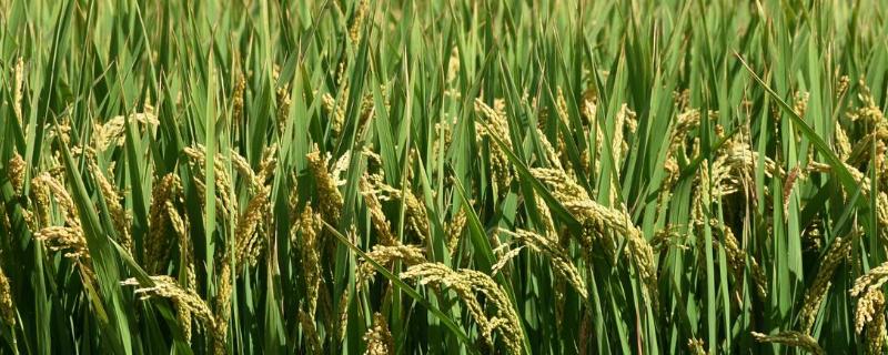 谷神2号产量与特性?水稻种植方法 谷神二号产量表现