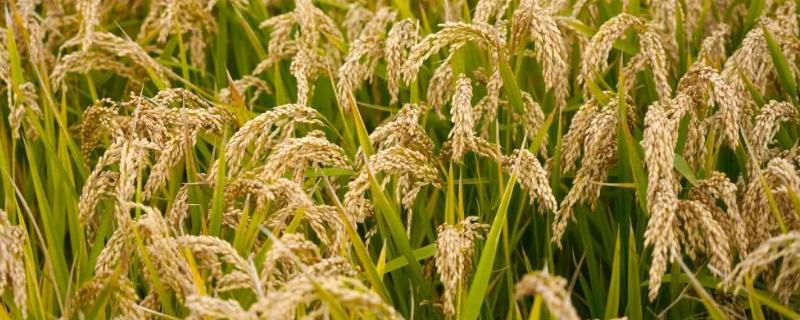 水稻每降一个水分减少多少斤，水稻水分是根据什么算出来的