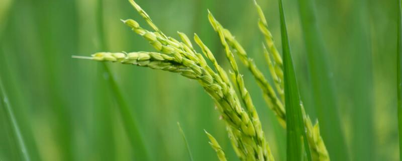 海水稻的培育运用的技术是什么，海水稻如何种植