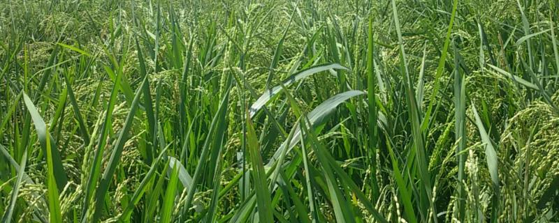 旱稻种植技术，旱稻和水稻的区别（旱稻种植技术,旱稻和水稻的区别是什么）