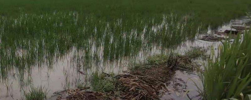 水稻被水淹最多几天，有什么补救办法