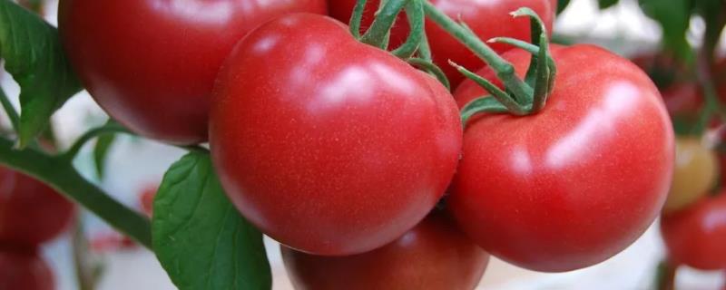 番茄生长周期是多少天，附生长特点