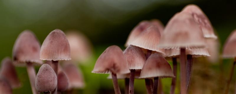 蘑菇几天能长出来，有哪些品种 蘑菇几天能长出来,有哪些品种图片