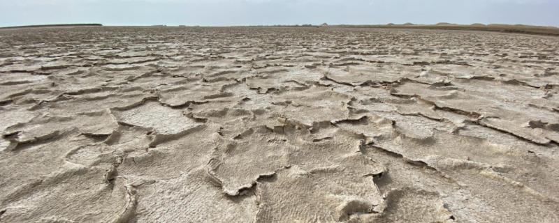 盐碱地形成原因，适合种什么牧草 盐碱地适合种植什么牧草