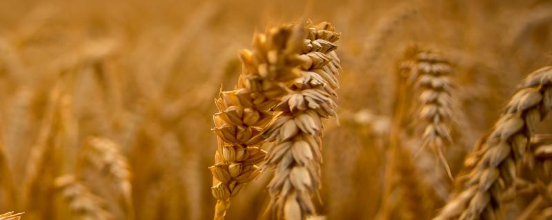 十月底种小麦晚不晚，种小麦的方法 十月几号种小麦合适
