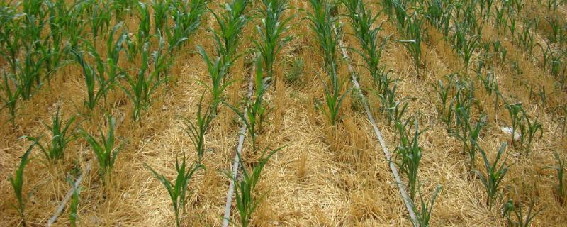 玉米滴灌种植施肥技术，滴灌施肥多长时间为宜