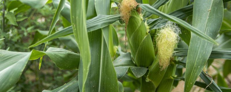 赤霉素在玉米上的使用方法，附作用（玉米喷施赤霉素）
