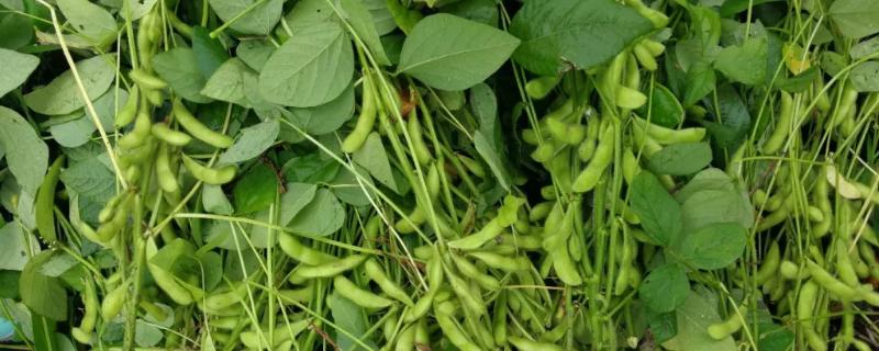 大豆花期管理及病虫害防治 大豆结荚期病虫害防治