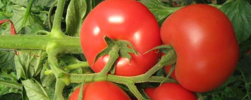 西红柿常见虫害图片及用药 西红柿常见的虫害