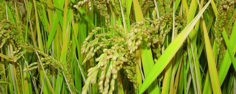 水稻各个时期的施肥量，附施肥方法 水稻施肥时间与施肥数量