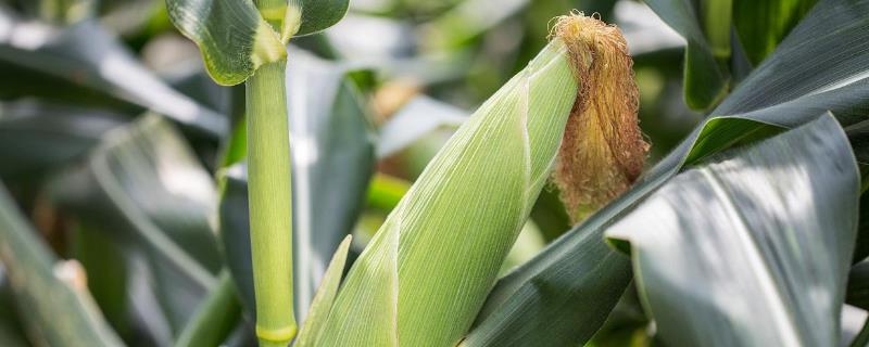 亩产4000斤的玉米是什么品种 有亩产4000斤的玉米籽种吗
