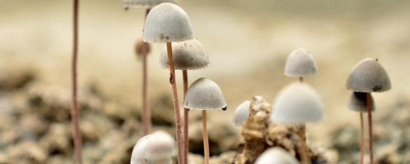 蘑菇种植的方法与材料 蘑菇种植的方法与材料视频