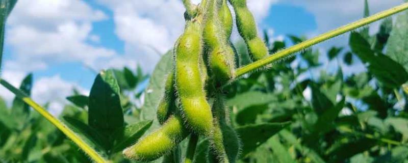 黄豆病害图谱及防治方法 黄豆主要病虫害及防治