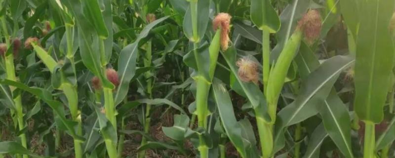 高产玉米化肥配方，怎样施肥效果好 玉米高产施肥新技术