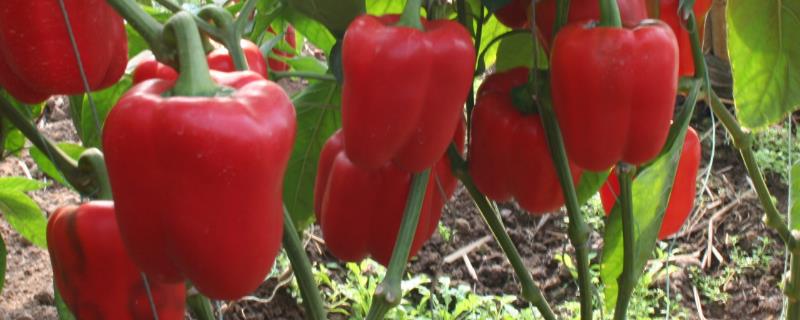 露天甜椒的种植和管理技术 大棚甜椒的种植技术和管理