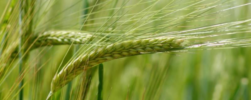 众信麦998小麦种品种介绍 众信麦998小麦品种简介小麦优良品种