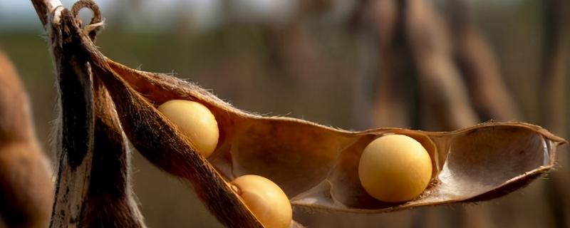 大豆病虫害的防治和用药 大豆有什么病虫害怎么防治