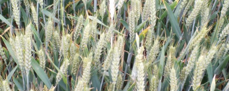 国审抗盐碱小麦品种 国审旱地小麦品种