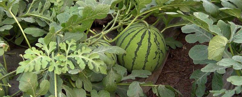 西瓜的生长周期一般为几个月，生长周期需要什么肥料
