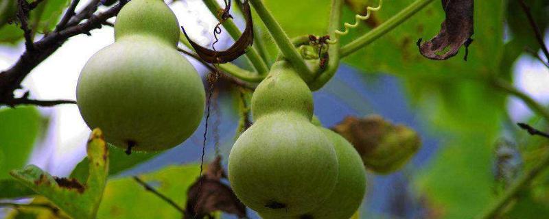 葫芦瓜种植技术和管理 葫芦瓜栽培技术