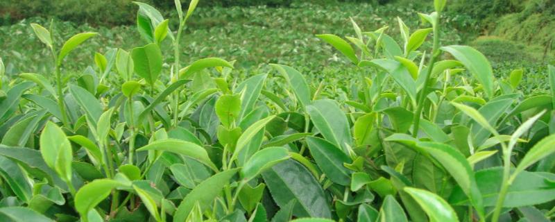 茶叶病虫害种类及防治 茶叶病虫害种类及防治小论文