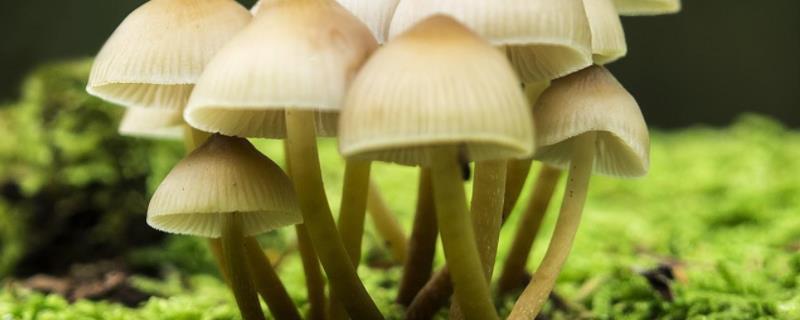蘑菇生长需要什么条件，附生长过程 蘑菇生长的必要条件
