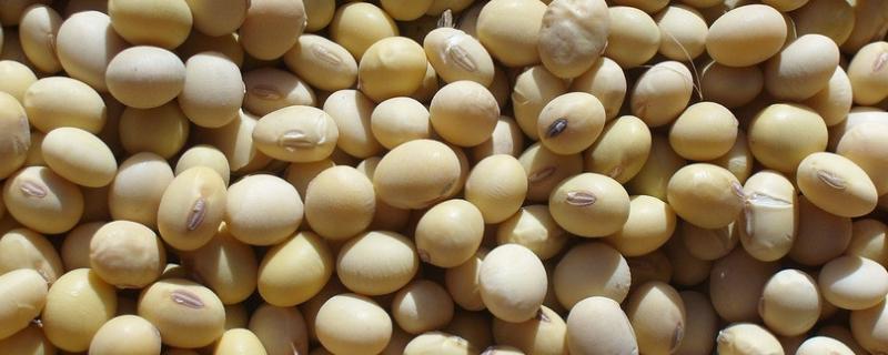 黄豆每亩种多少斤，附种植方法 黄豆每亩种多少株