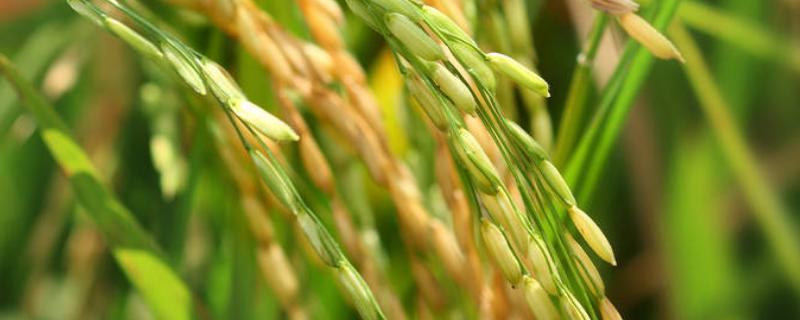 杂交水稻的影响和意义 杂交水稻有何意义