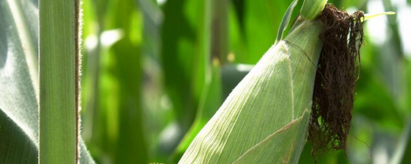 玉米植株矮小的原因，怎样防治 玉米植株矮小的原因,怎样防治呢