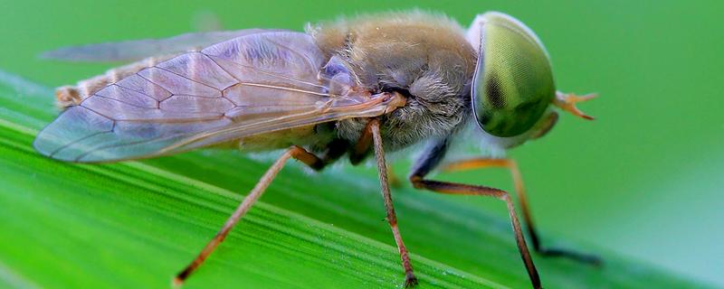 牛虻虫最怕的药是什么，是什么昆虫 牛虻虫怕什么味道