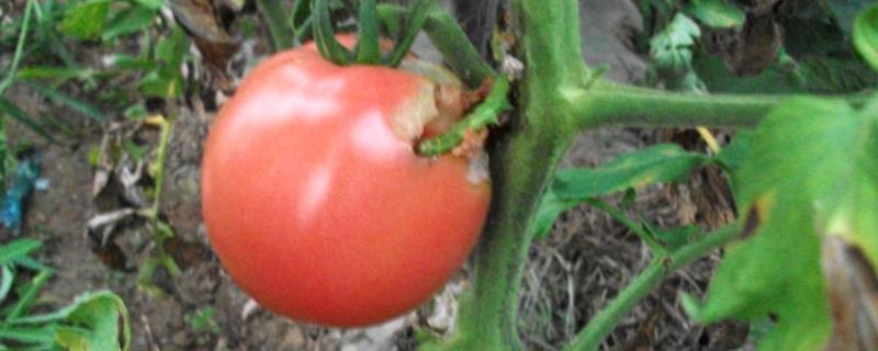 西红柿长虫子打什么药，还能吃吗 西红柿长虫子怎样天然杀