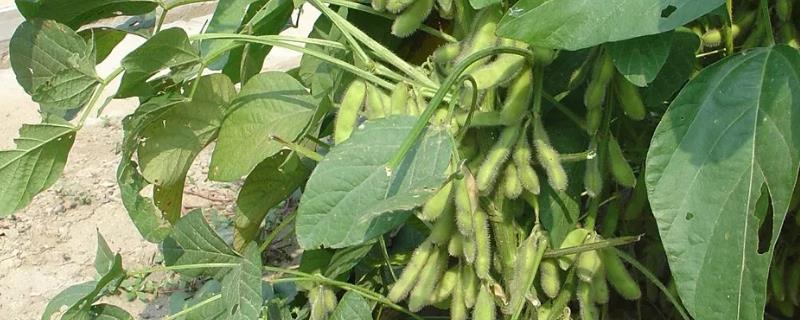 大豆病害，分别如何防治 大豆常见病虫害防治方法