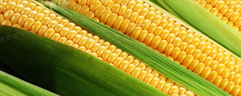 玉米6月份可以种吗，附种植方法和步骤