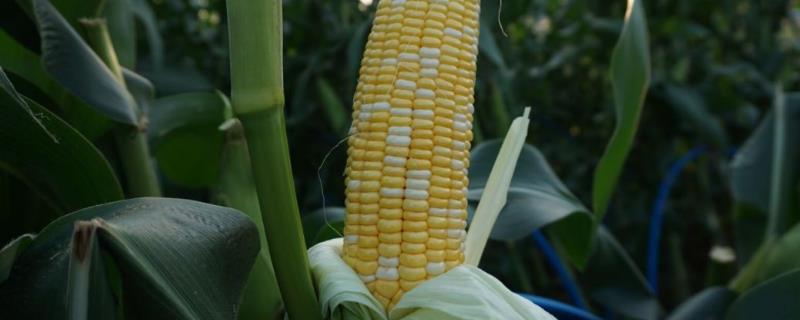 玉米种多深出不来，种后多少天浇水 玉米种多少天可以施肥
