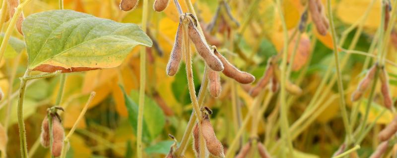 大豆的正确施肥方法，附施肥时间 大豆的施肥与管理