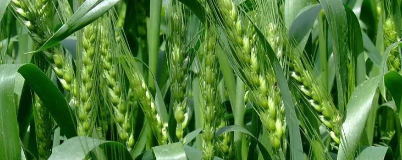 丰德存5号小麦种特性，附简介（丰德5号麦种的产量）