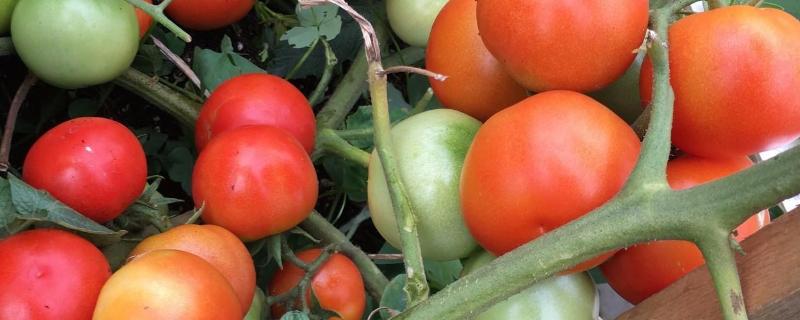 西红柿的栽培种植技术，附管理方法（西红柿栽培技术要点）