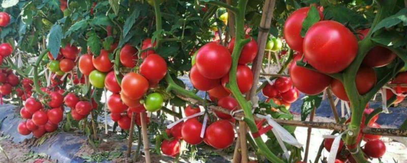 西红柿全程种植技术，附管理方法（西红柿种植过程和方法）
