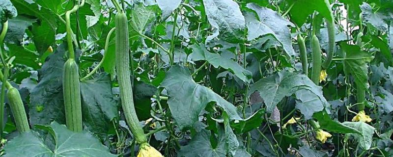 种植丝瓜技术，种植多少天施肥 丝瓜种植多少天结瓜